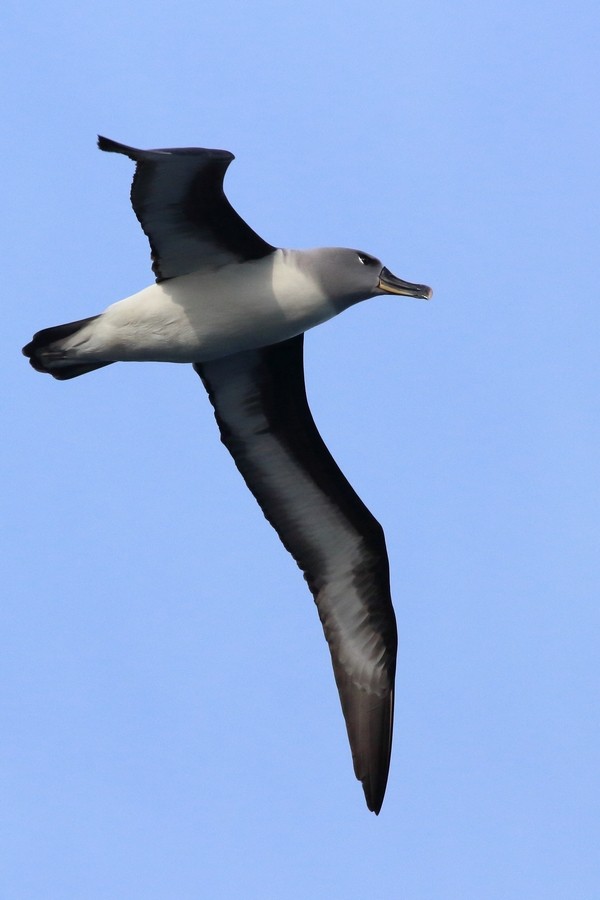 Gray-headed Albatross - ML205863211
