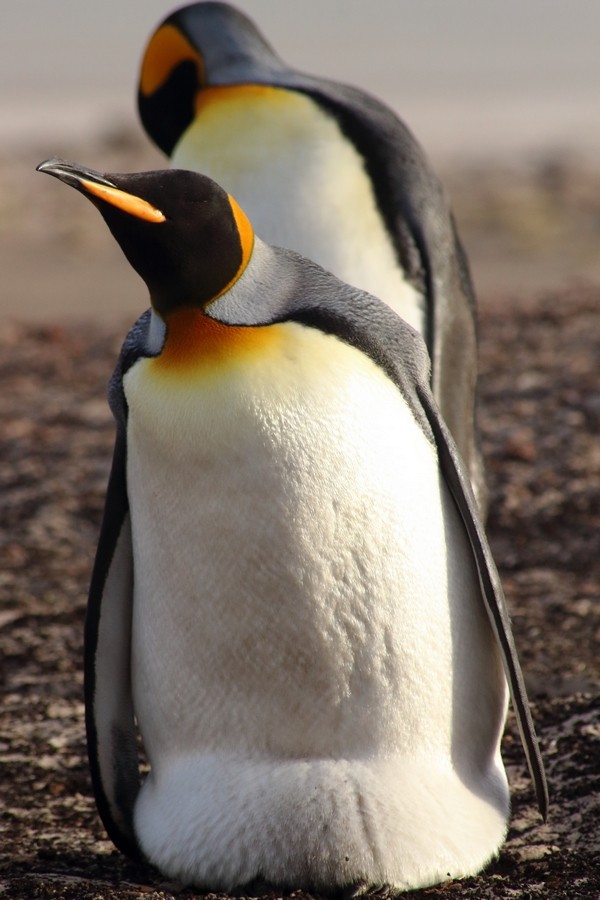 King Penguin - Rémi Bigonneau