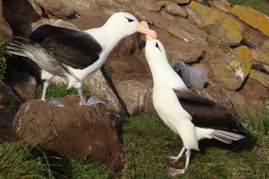 Black-browed Albatross (Black-browed) - Rémi Bigonneau