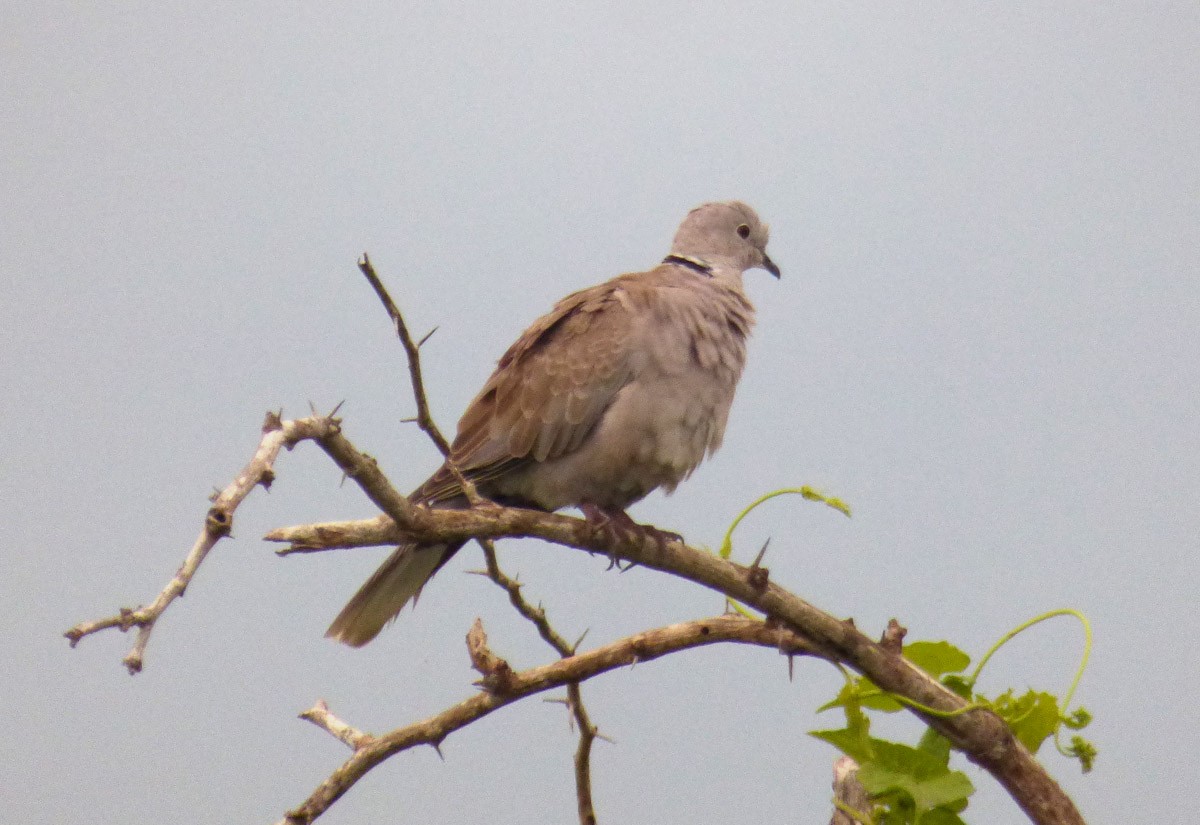 Eurasian Collared-Dove - A Emmerson