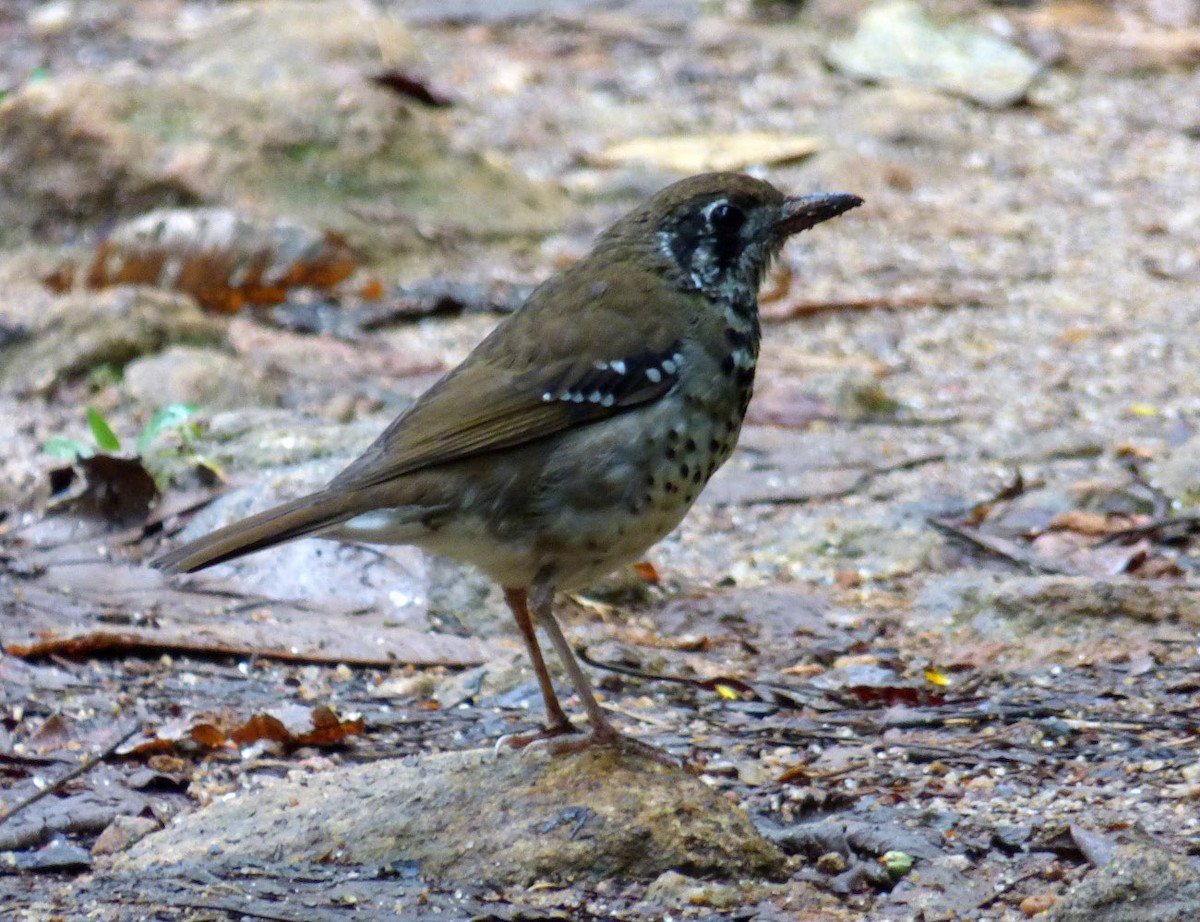 Spot-winged Thrush - A Emmerson