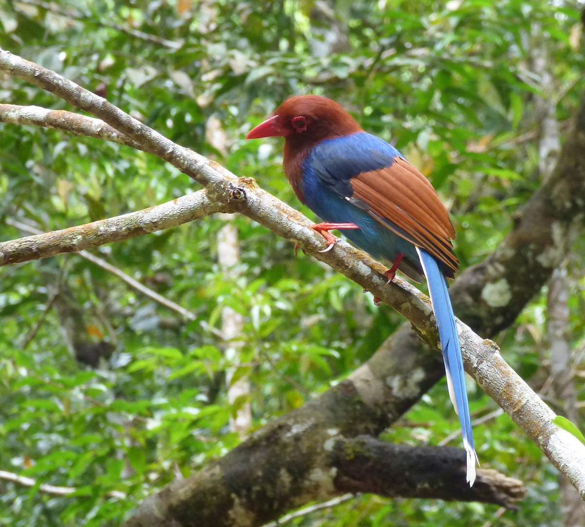 Sri Lanka Blue-Magpie - A Emmerson