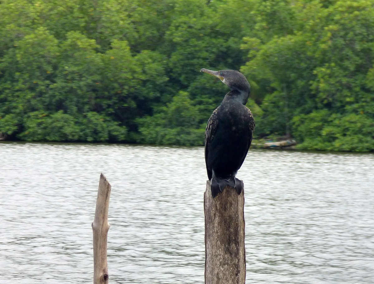 Indian Cormorant - A Emmerson