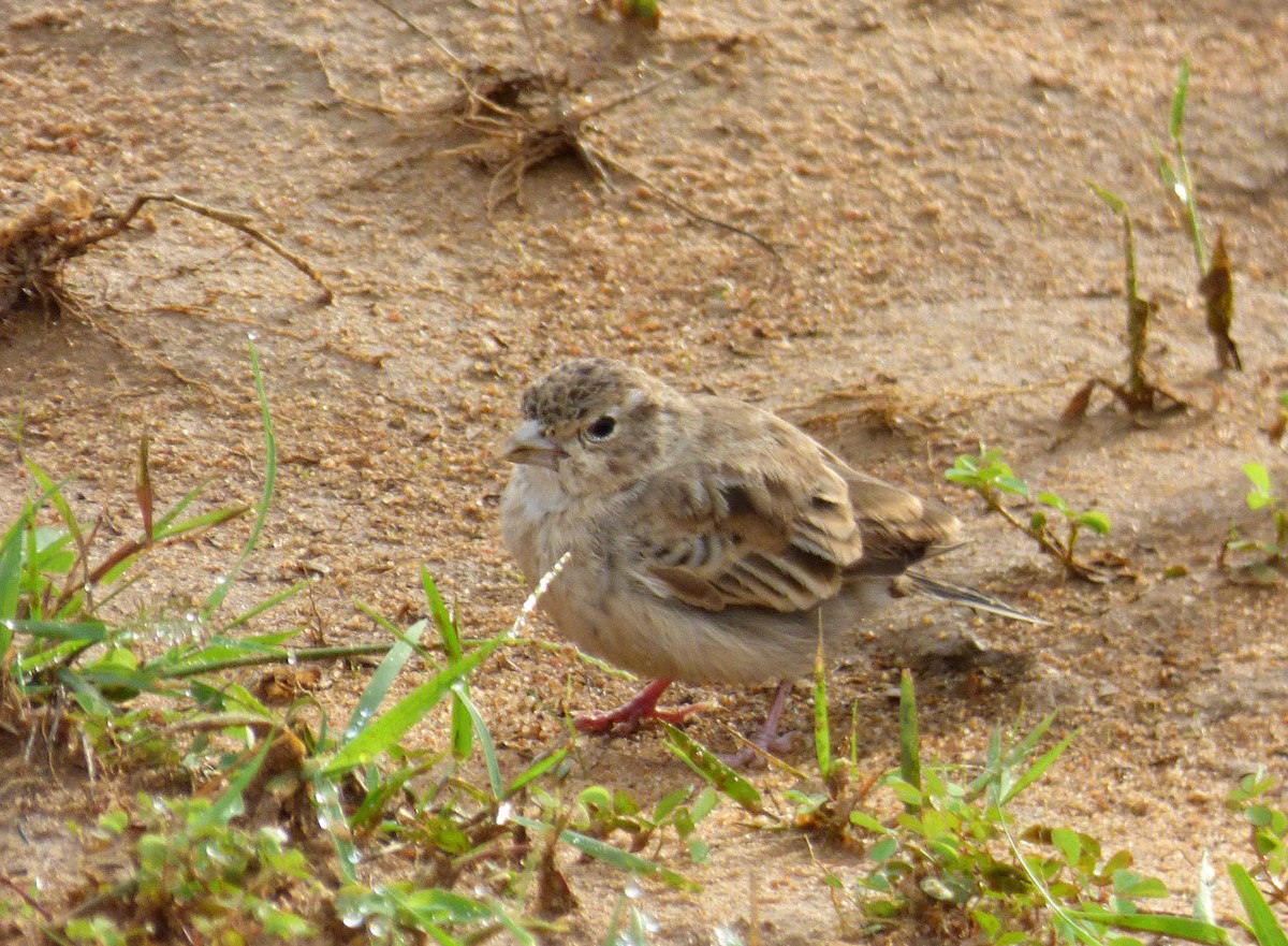 Ashy-crowned Sparrow-Lark - A Emmerson