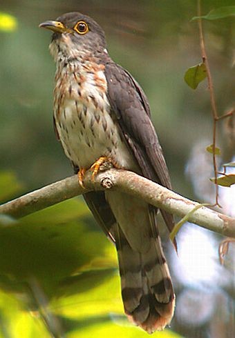 Malaysian Hawk-Cuckoo - ML205864061