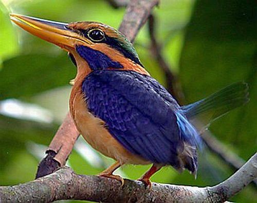 Rufous-collared Kingfisher - Pete Morris