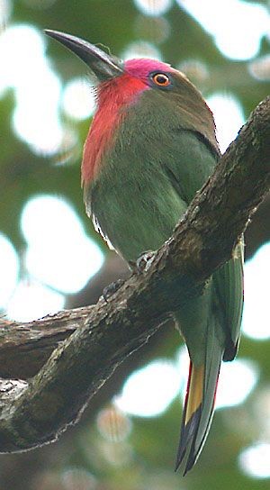 Red-bearded Bee-eater - Pete Morris
