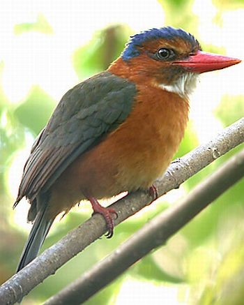 Green-backed Kingfisher (Blue-headed) - Pete Morris