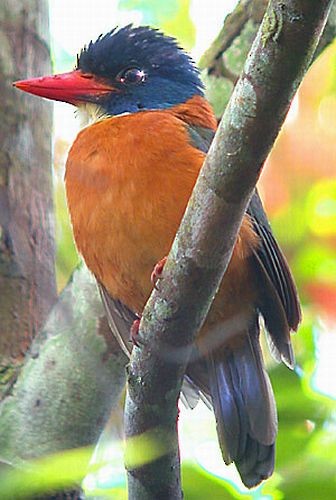 Green-backed Kingfisher (Blue-headed) - Pete Morris
