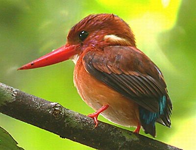 Sulawesi Dwarf-Kingfisher - ML205864151