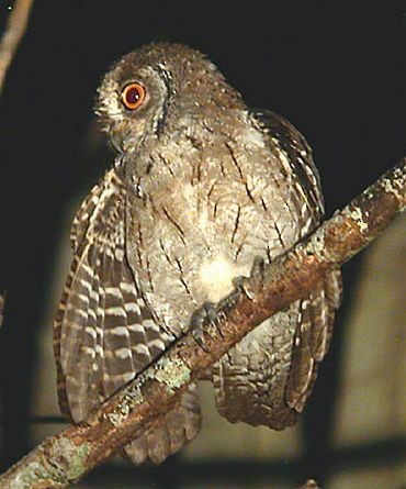Moluccan Scops-Owl (Moluccan) - Pete Morris