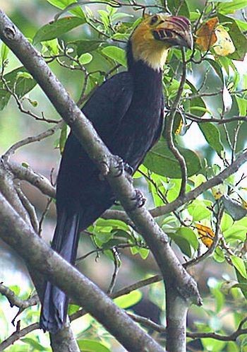 Sulawesi Hornbill (Sanford's) - Pete Morris
