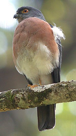 Small Sparrowhawk - ML205864201