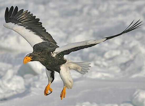Steller's Sea-Eagle - Pete Morris