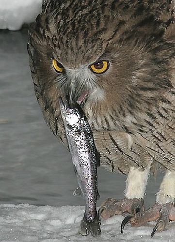 Blakiston's Fish-Owl - Pete Morris