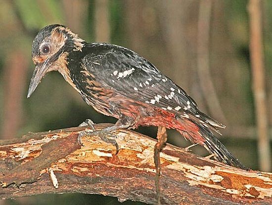 White-backed Woodpecker (Amami) - Pete Morris