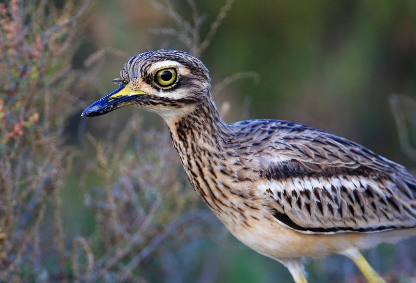 Indian Thick-knee - ML205864891