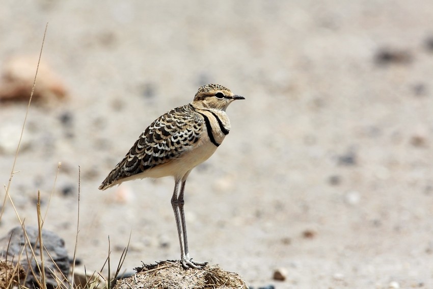 Double-banded Courser - ML205864921