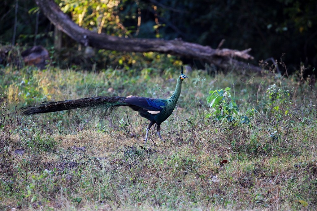 Green Peafowl - 独行虾 Bird.soong