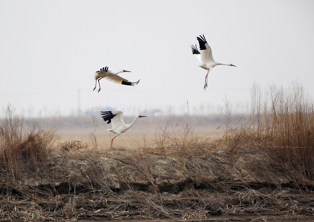 Siberian Crane - 独行虾 Bird.soong