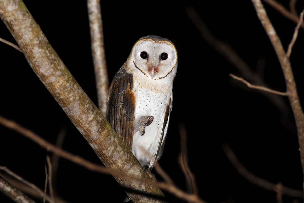 Barn Owl - 独行虾 Bird.soong