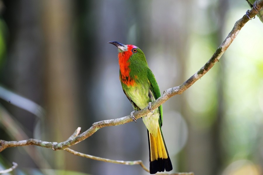 Red-bearded Bee-eater - 独行虾 Bird.soong