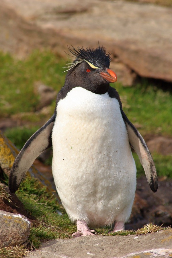 Southern Rockhopper Penguin (Western) - Rémi Bigonneau