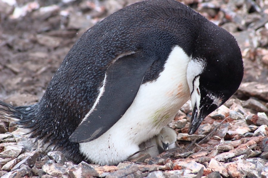 Chinstrap Penguin - Rémi Bigonneau