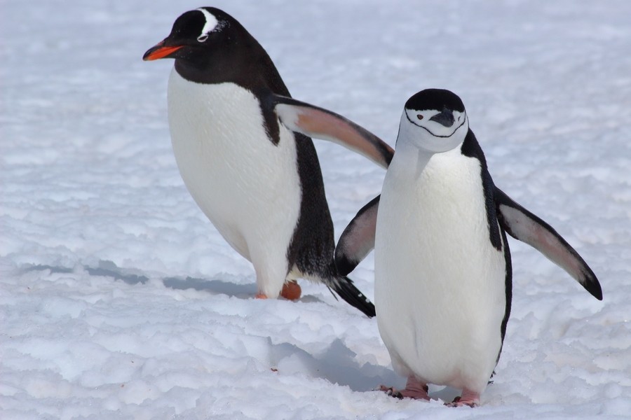 Антарктический пингвин - ML205865371