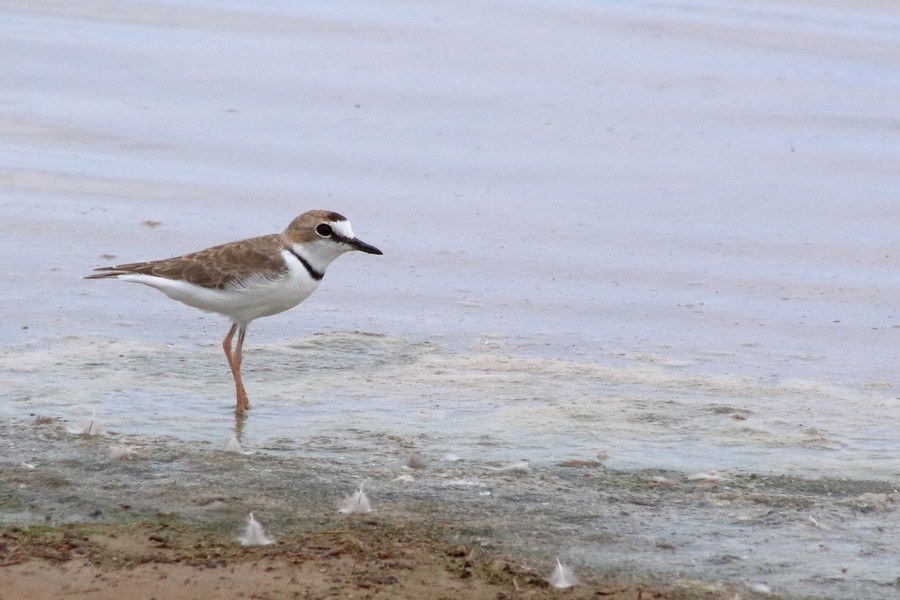 Collared Plover - ML205865501