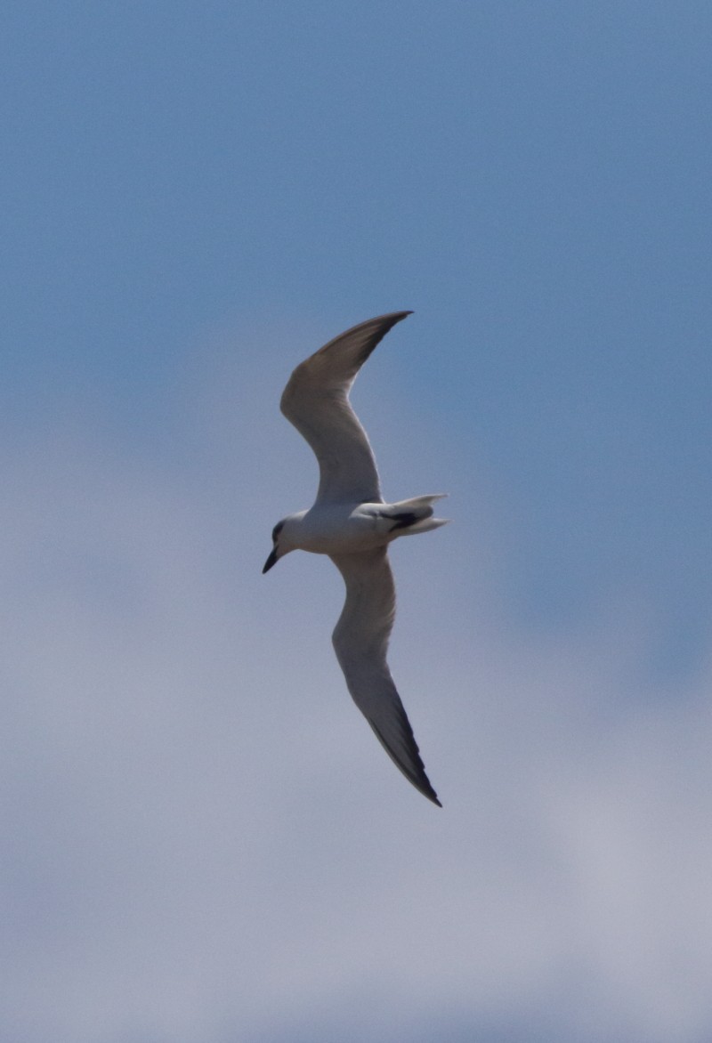 Gull-billed Tern - Joseph Mancuso