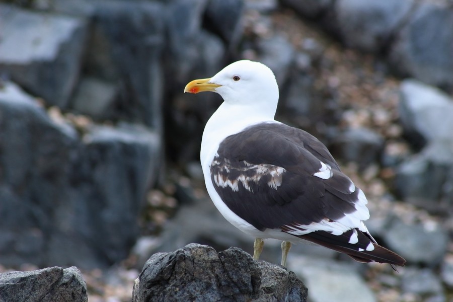 Kelp Gull (austrinus) - Rémi Bigonneau