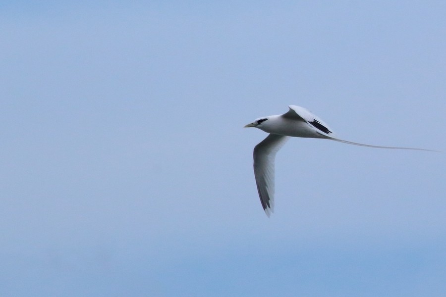 White-tailed Tropicbird (Ascension) - ML205865711