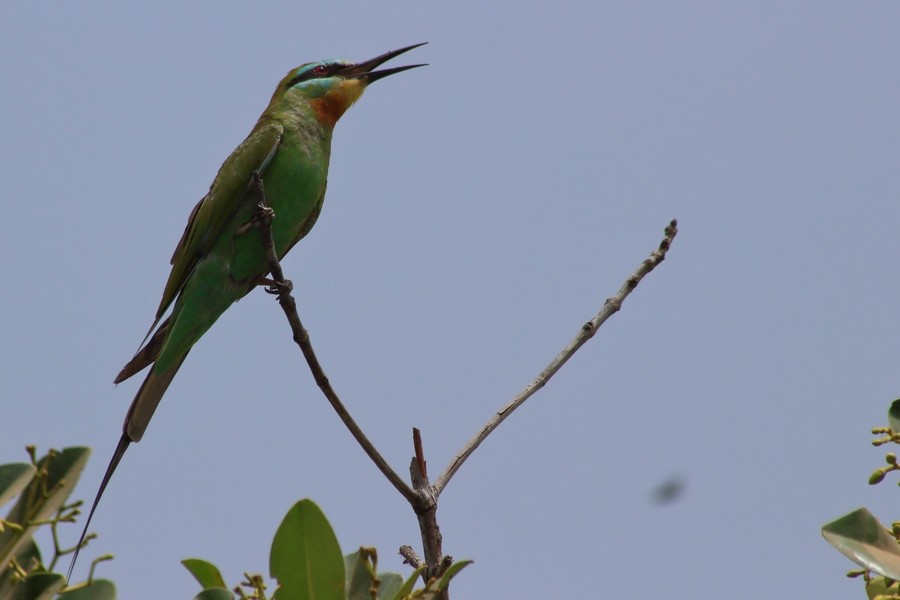 Blue-cheeked Bee-eater - Rémi Bigonneau
