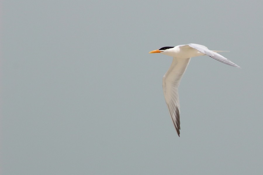 West African Crested Tern - ML205865871