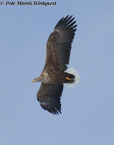 White-tailed Eagle - Pete Morris