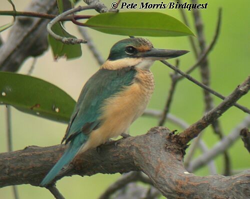 Sacred Kingfisher (Australasian) - Pete Morris