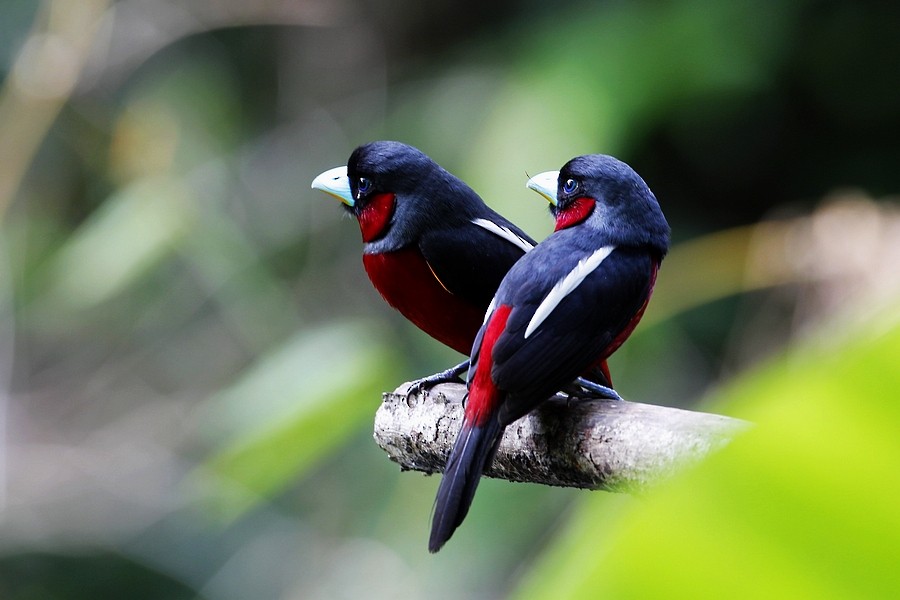 Black-and-red Broadbill (Black-and-red) - ML205867251