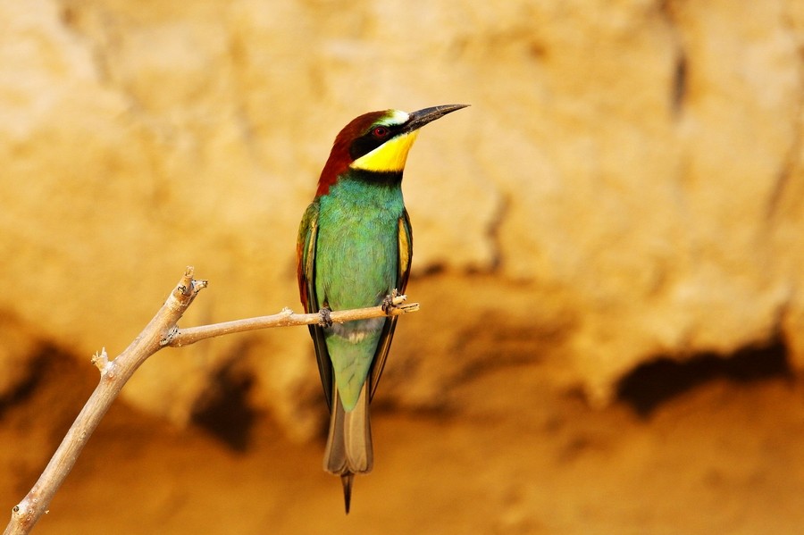 European Bee-eater - 独行虾 Bird.soong