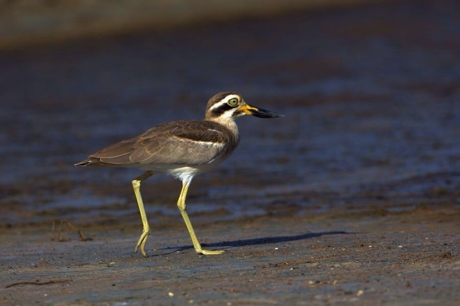Great Thick-knee - ML205867301