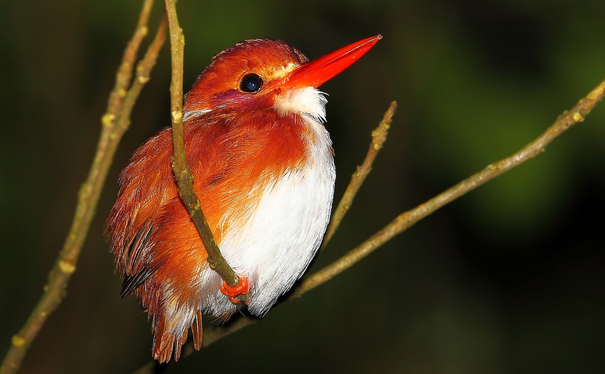 Madagascar Pygmy Kingfisher - 独行虾 Bird.soong
