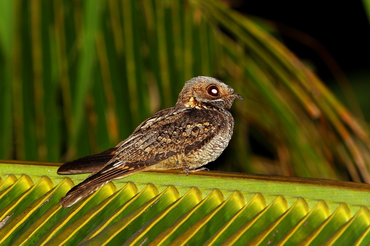 Madagascar Nightjar - 独行虾 Bird.soong