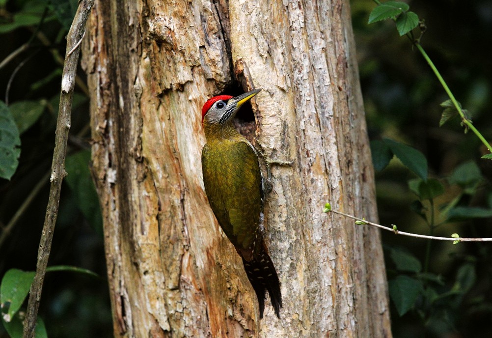 Laced Woodpecker - 独行虾 Bird.soong