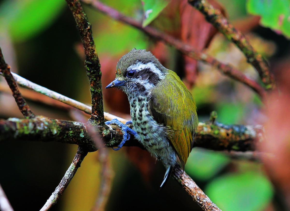 Speckled Piculet - ML205867521