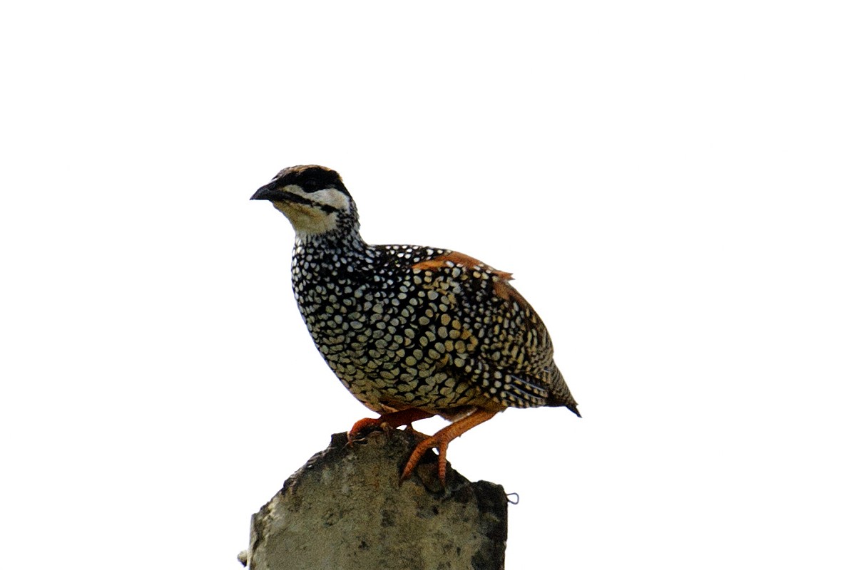 Chinese Francolin - ML205867671