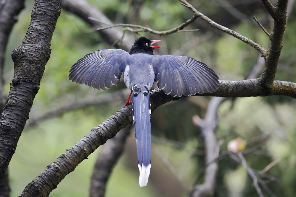 Taiwan Blue-Magpie - 独行虾 Bird.soong