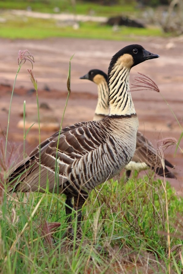Hawaiian Goose - Rémi Bigonneau