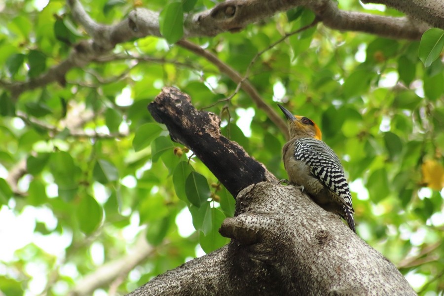Golden-cheeked Woodpecker - Rémi Bigonneau