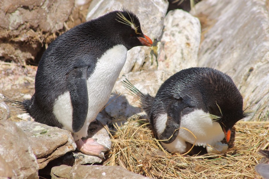 Southern Rockhopper Penguin (Western) - Rémi Bigonneau