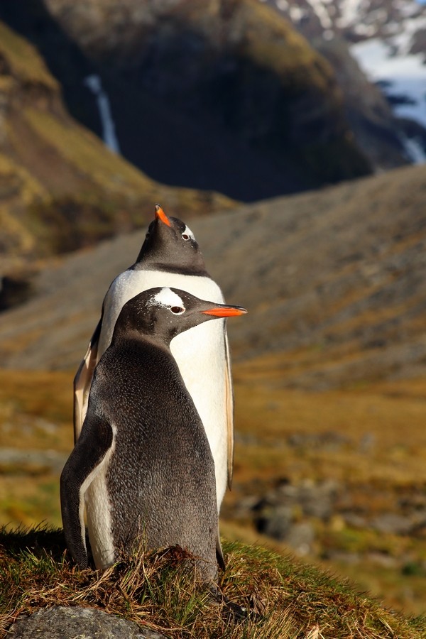 Gentoo Penguin - Rémi Bigonneau